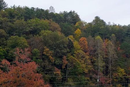 Swain County