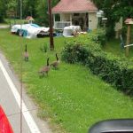 Cooper Creek Campground