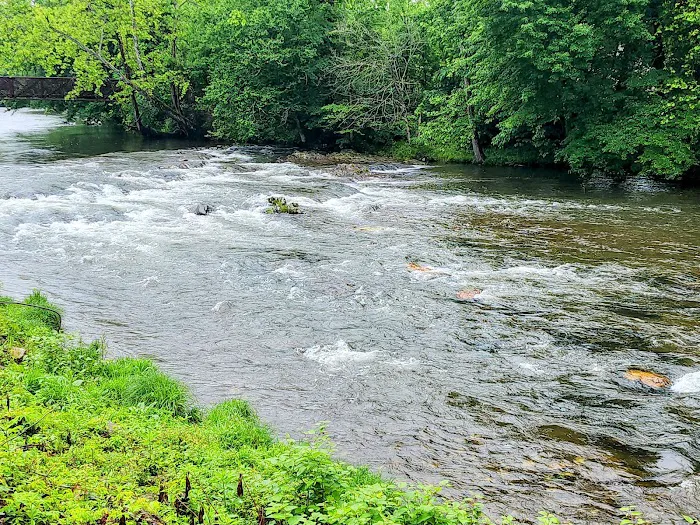 Trout Creek Campground 8