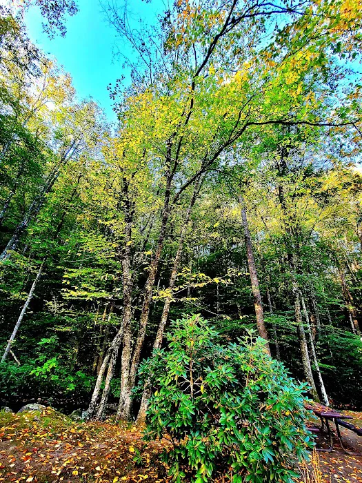 Trout Creek Campground 23