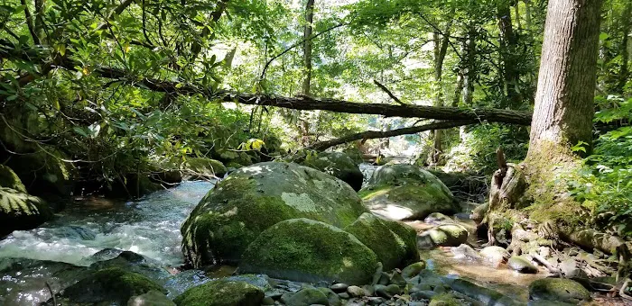 Backcountry Campsite #98 5