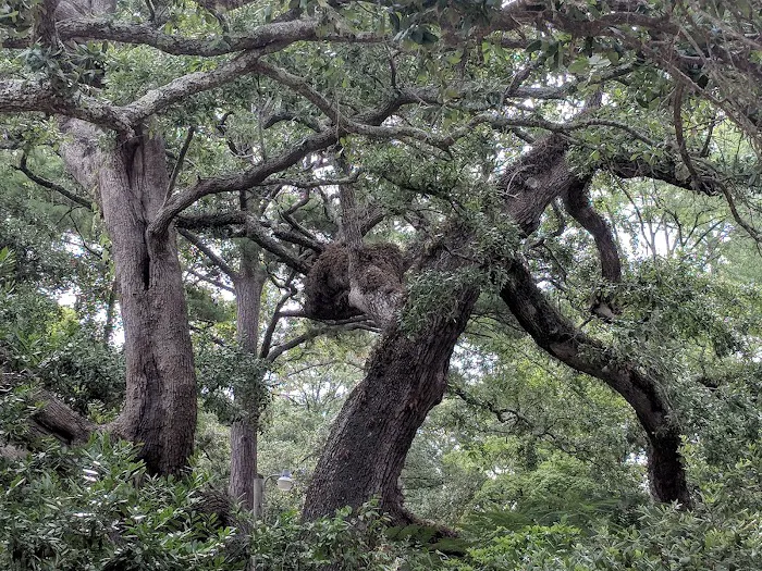 Waterford Oaks 10