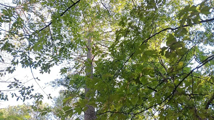 Joe Wheeler State Park Campground 7