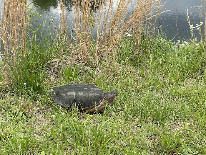 Turtle Pond RV 1