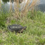 Turtle Pond RV