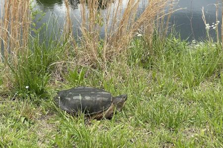 Turtle Pond RV