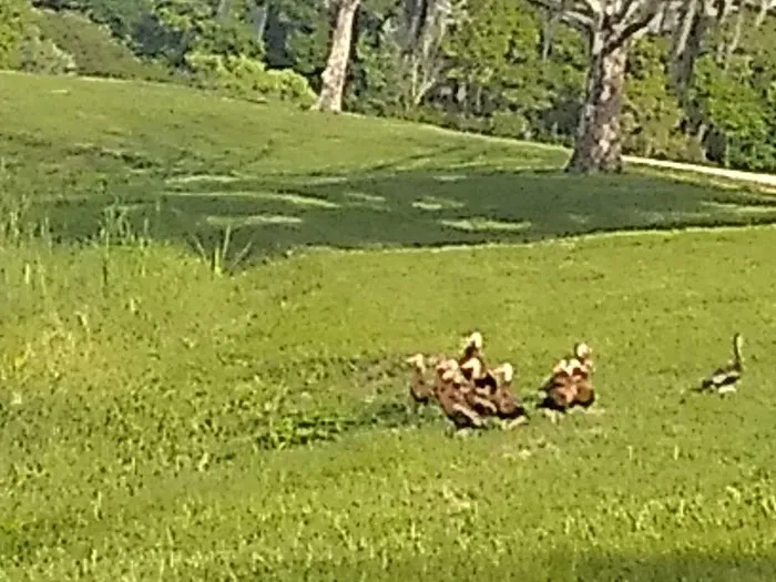 Saddle Creek Campground 9