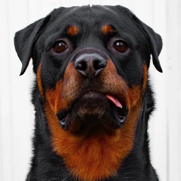 Camp Rottweiler Row 1