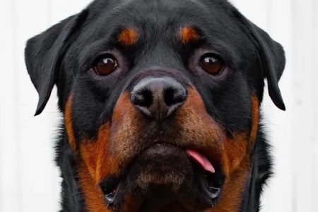 Camp Rottweiler Row