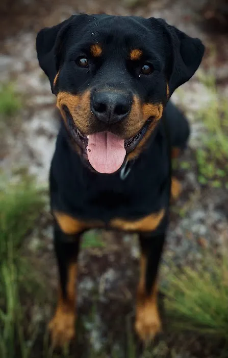 Camp Rottweiler Row 2