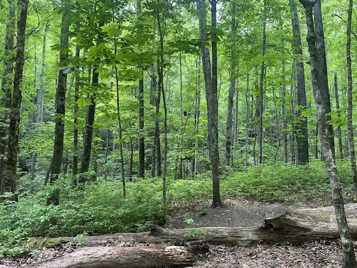 Backcountry Campsite #95 10