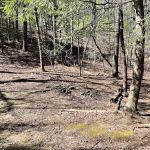 Backcountry Campsite #14