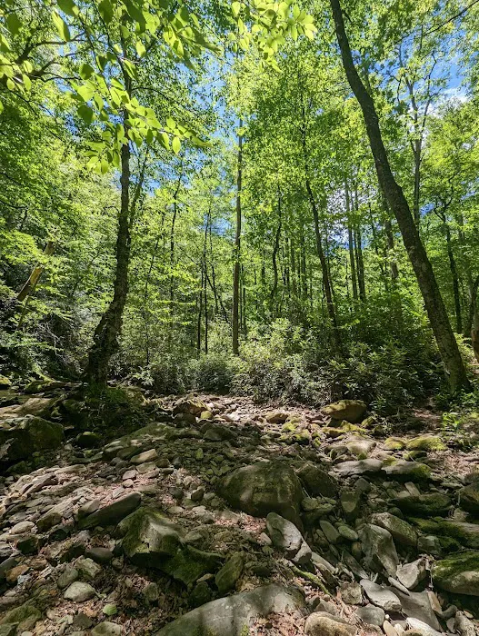USFS Wolf Ford Horse Camp 8