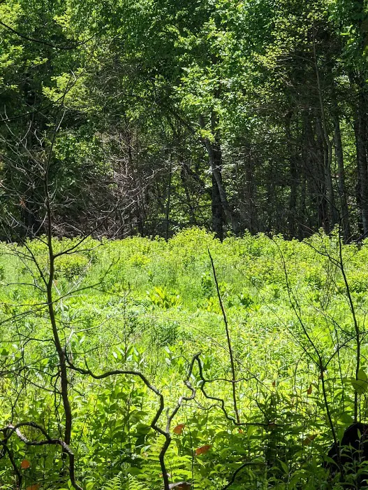 USFS Wolf Ford Horse Camp 9
