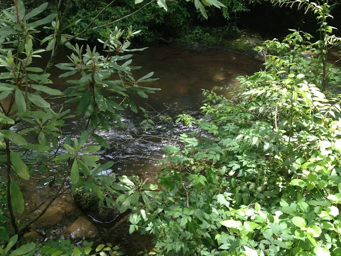 Mount Pisgah Campgrounds 10