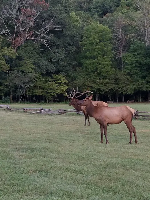 Welch Family Campground 1