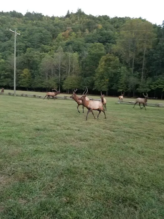 Welch Family Campground 5