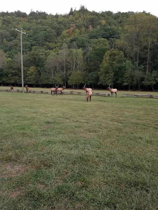Welch Family Campground 6