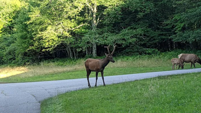 Balsam Mountain Campground 3