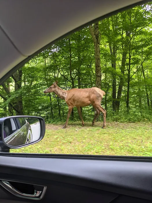 Balsam Mountain Campground 6