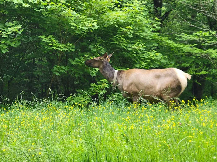 Balsam Mountain Campground 5