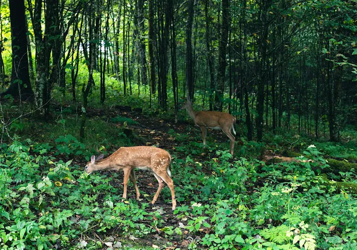 Balsam Mountain Campground 7