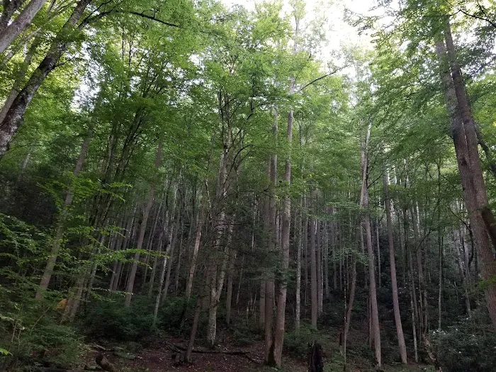 Backcountry Campsite #69 2