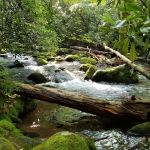 Backcountry Campsite #69