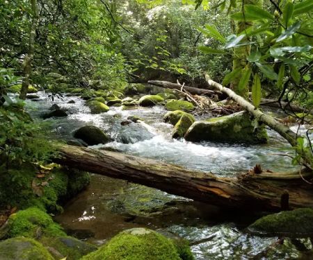 Backcountry Campsite #69