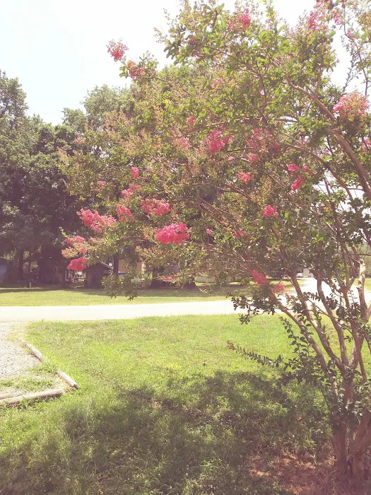 Forest Park Mobile Homes 3