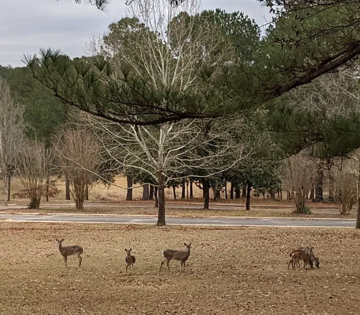 Piney Grove Campground 10