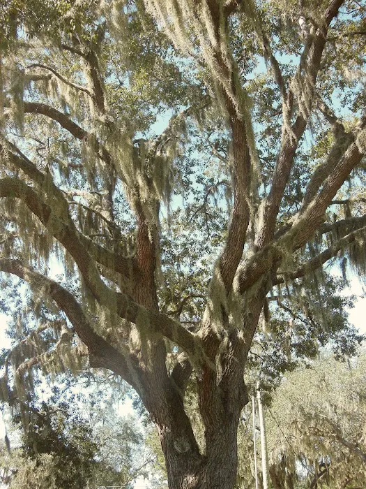 Pine Ridge Estates 10