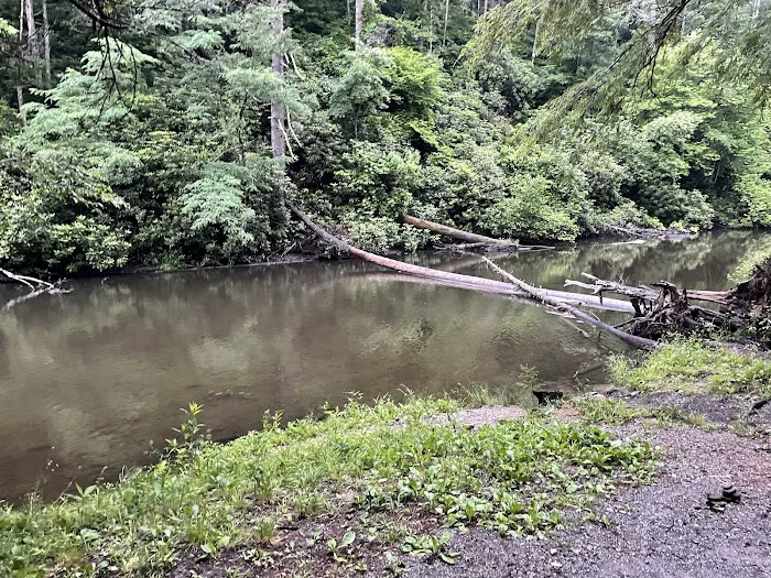 Abrams Creek Campground 1