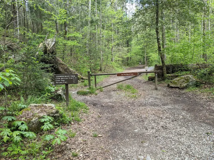 Abrams Creek Campground 6