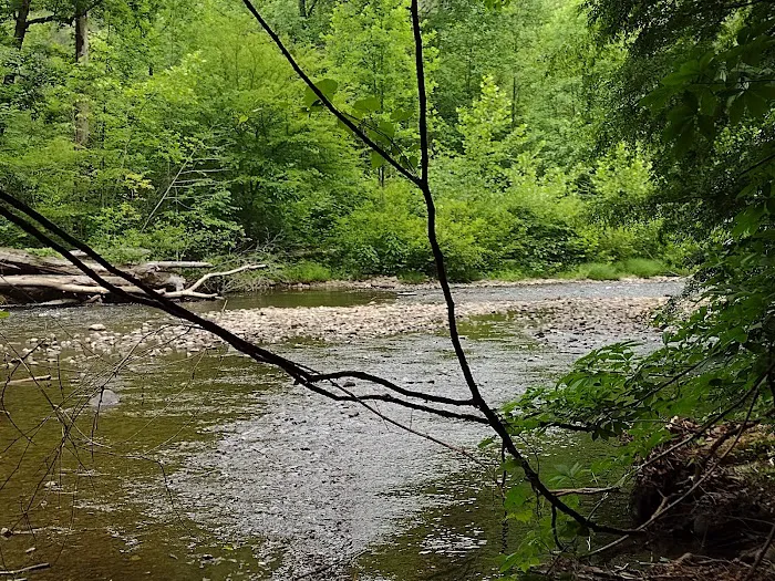 Abrams Creek Campground 5