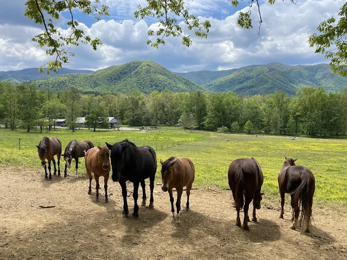 Cades Cove Campground 6