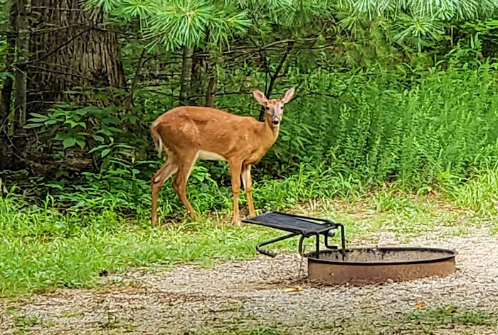 Cades Cove Campground 5