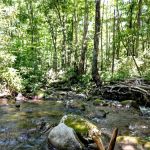 Anthony Creek Horse Camp