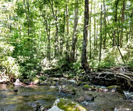 Anthony Creek Horse Camp