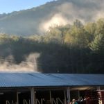 Orchard Cove Stables