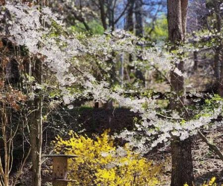 Pigeon River Campground