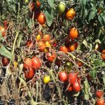 Presley's Mobile Village