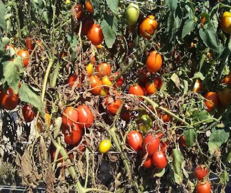 Presley's Mobile Village