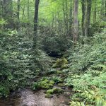 Backcountry Camp 54