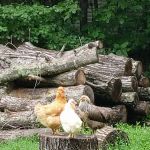 Private RV State Park Campground Site