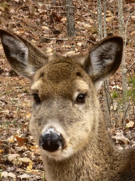 Lake Norman State Park Campground 10
