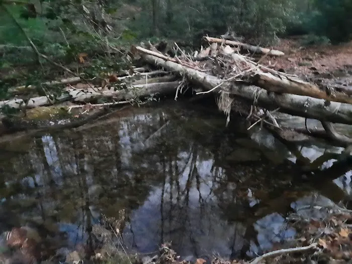 Shinny Creek Backcountry Campground 6