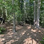 Jacob Branch Backcountry Campground