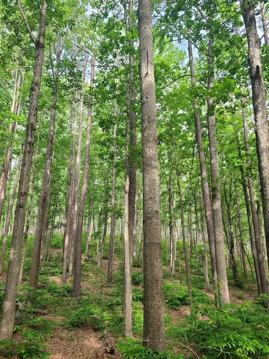 Yates Place Campground 10