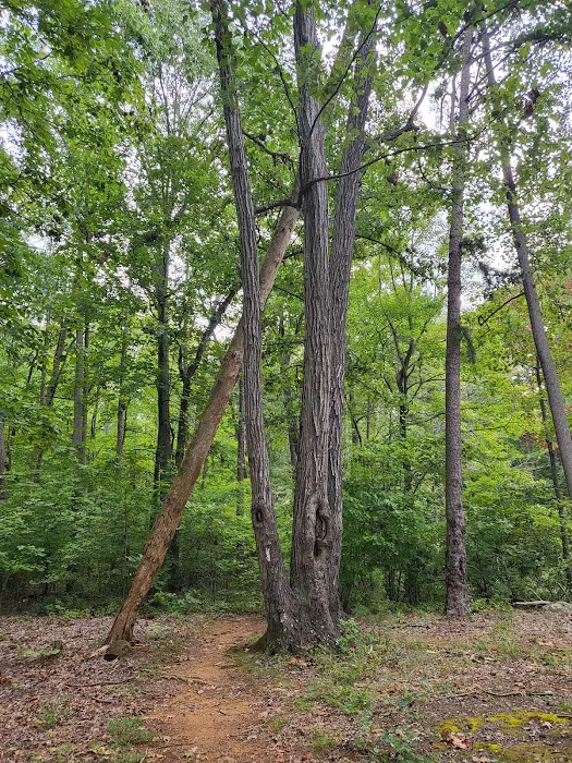 Badin Lake Campground Upper Loop 7